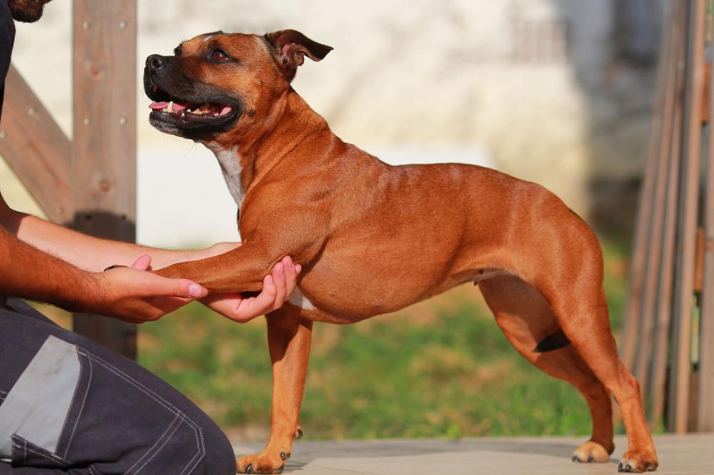 ostéopathe canin