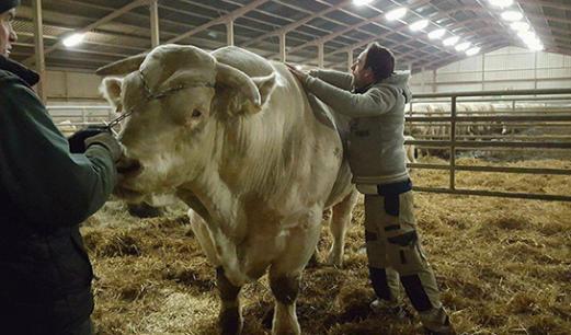 ostéopathie bovine