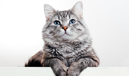 chat-2