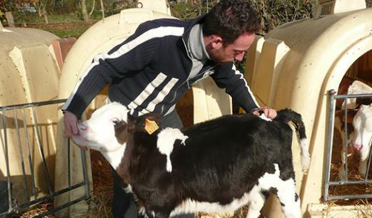 ostéopathie bovine