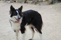 chien